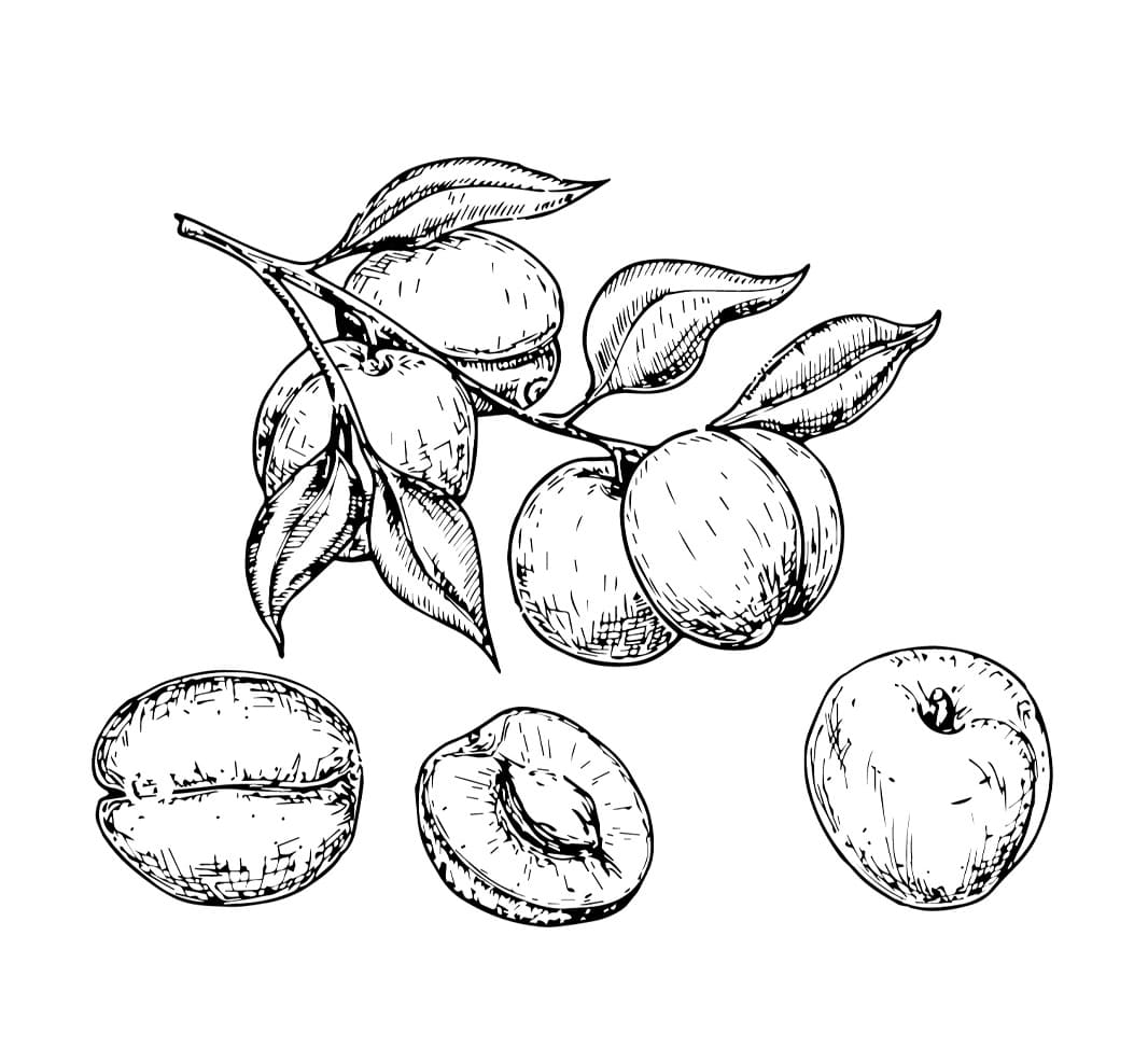 Gyümölcs sárgabarack