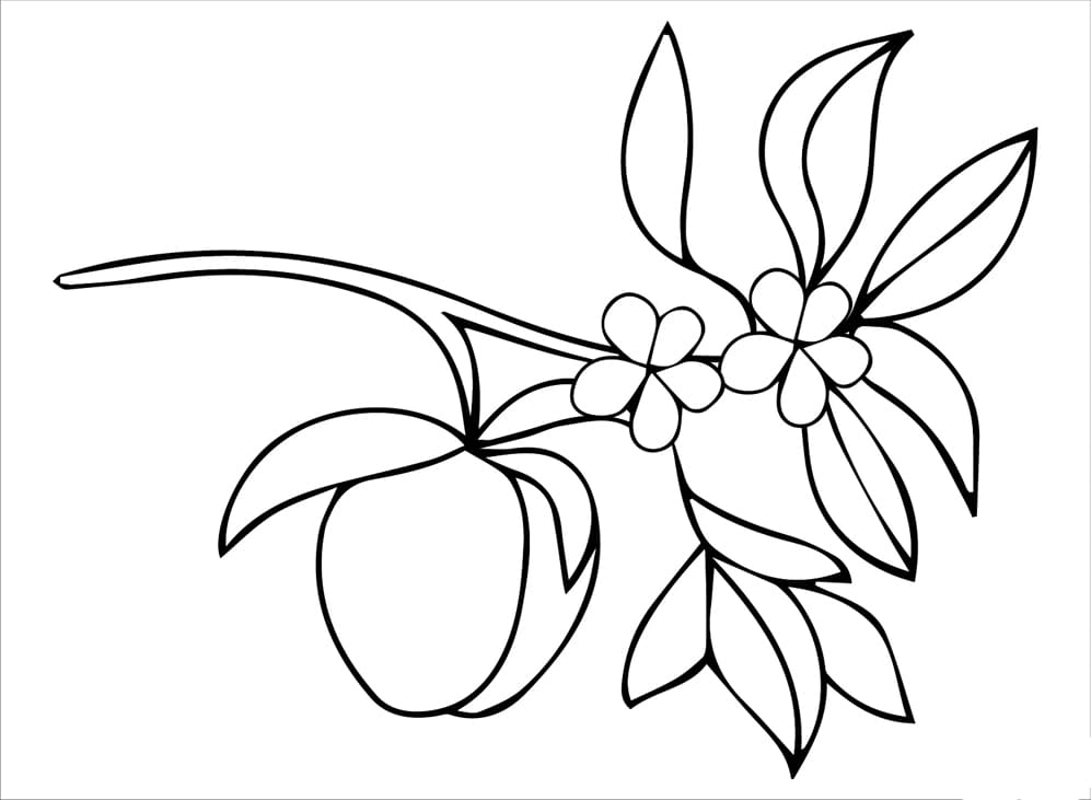 Gyümölcsös sárgabarack képek