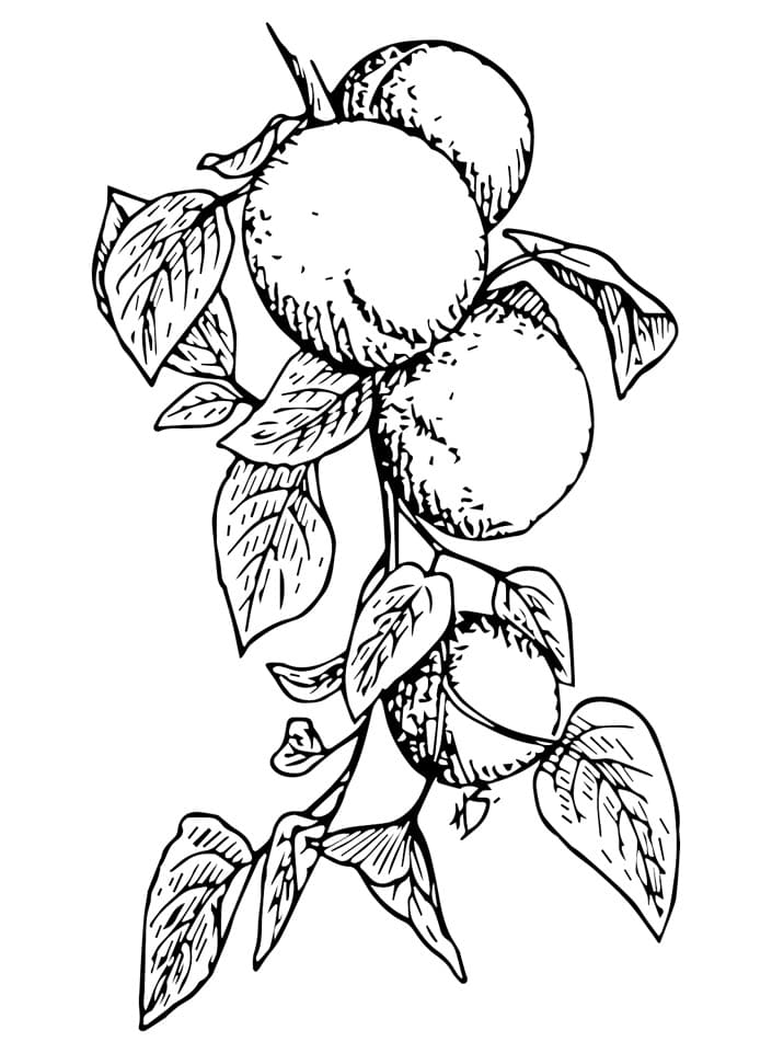 Képek sárgabarack gyümölcs