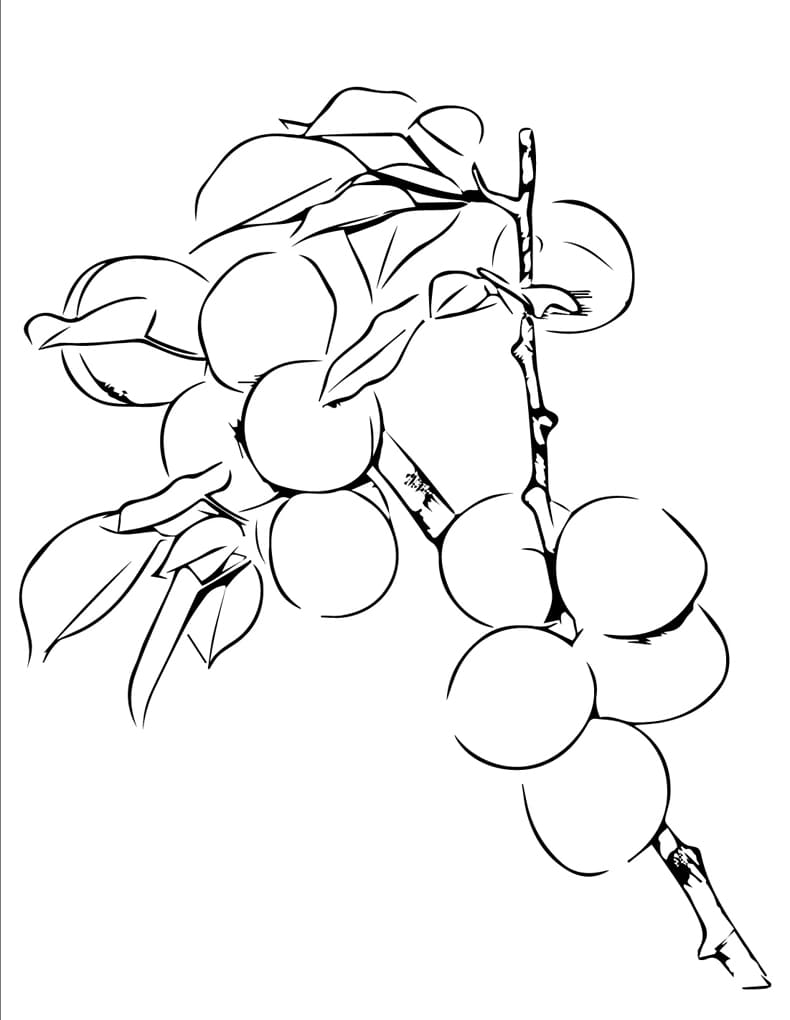 Nyomtatott sárgabarackok