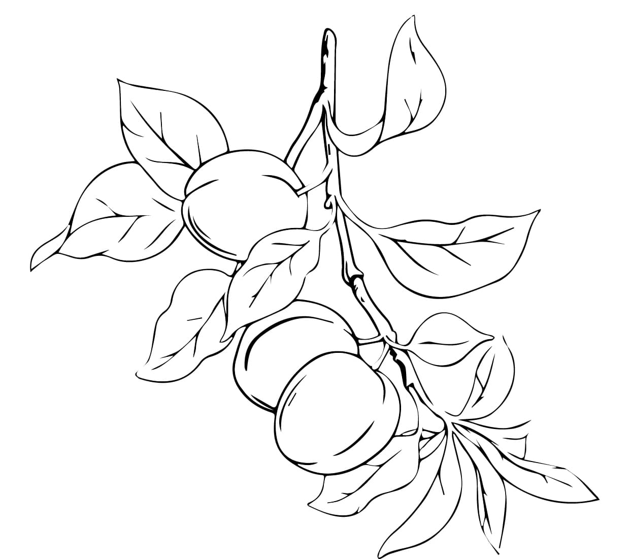 Sárgabarack gyümölcs