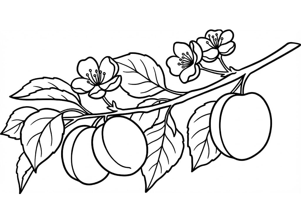 Sárgabarack képek ingyen