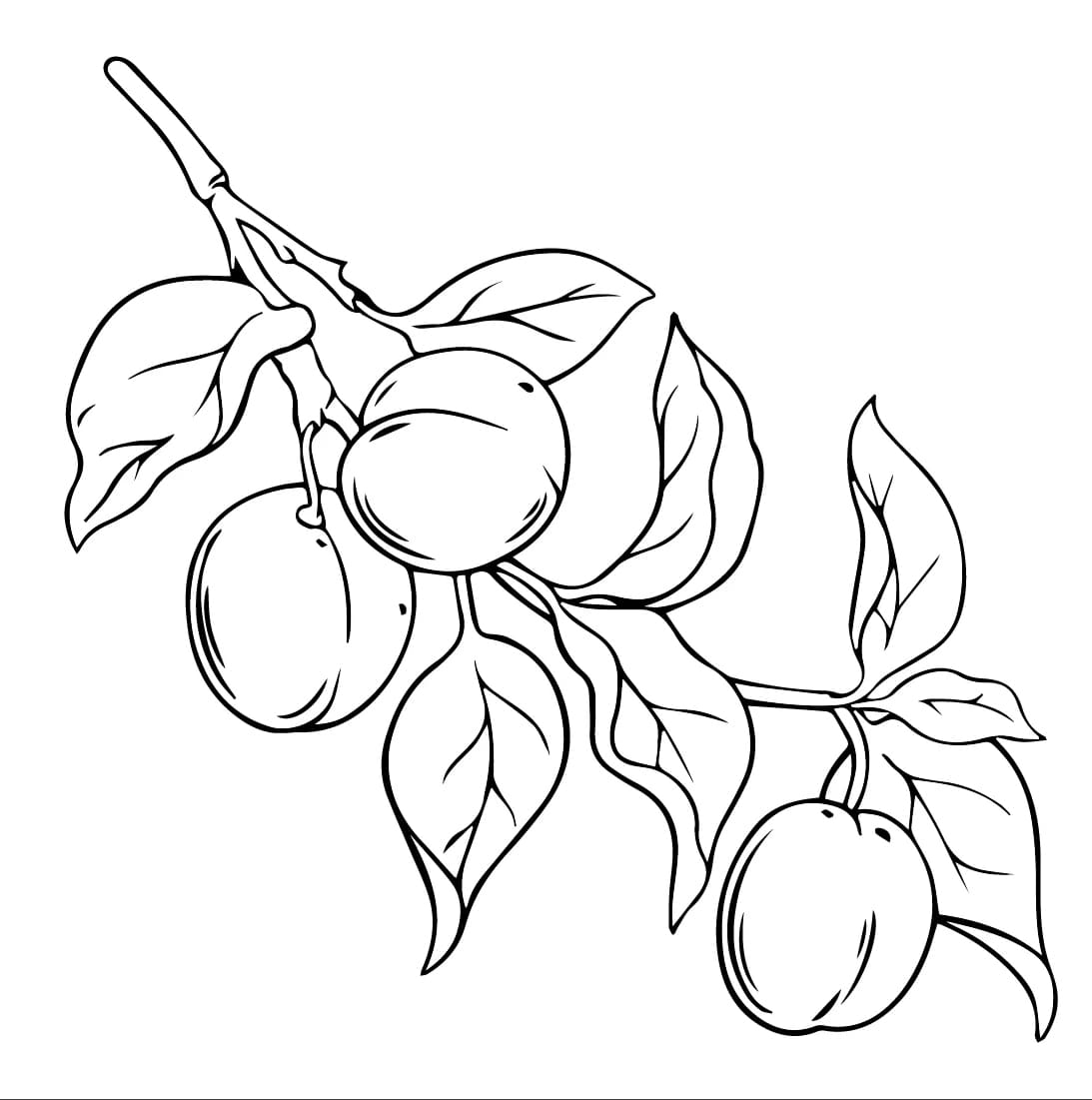 Sárgabarack nyomtatásra