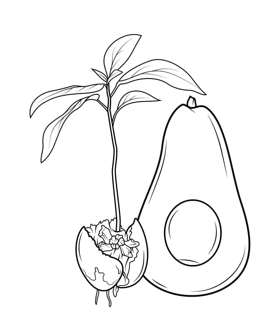 Ingyenes avokádó gyümölcs