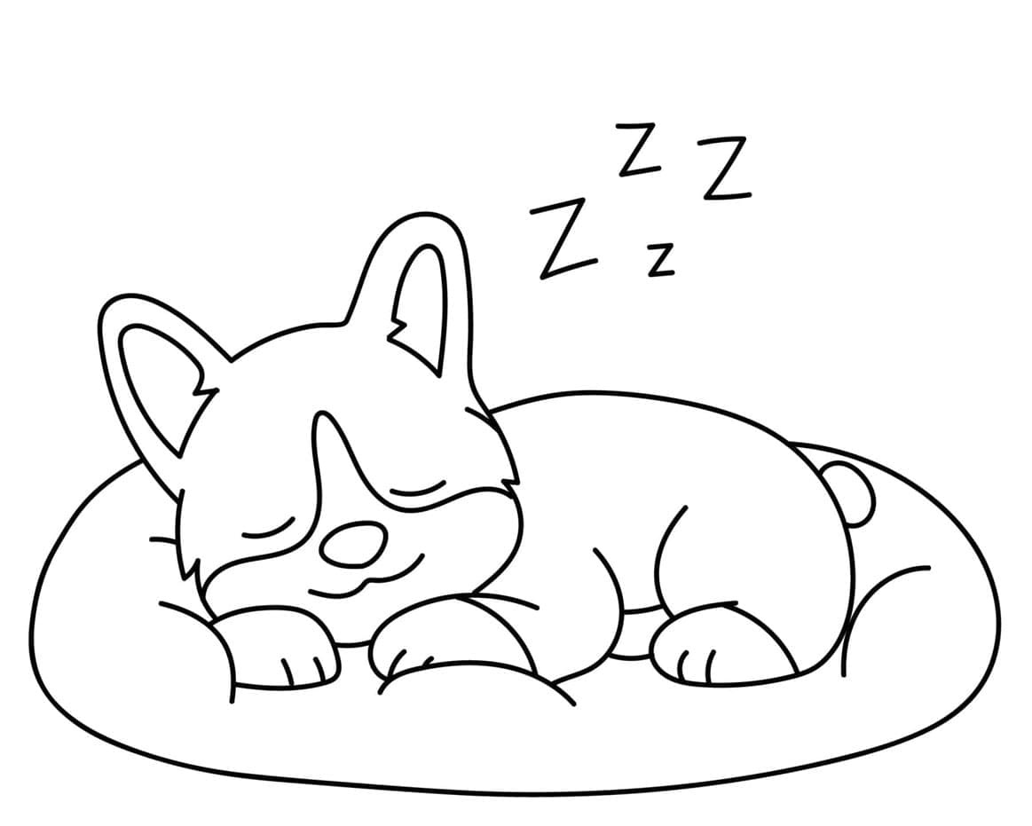 Corgi kutya alszik a párnán