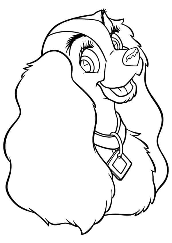 Cocker spániel fajta gyönyörű hölgye