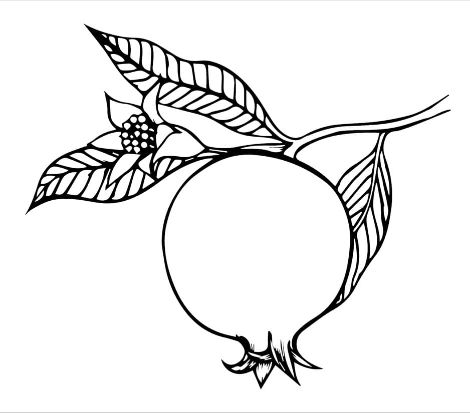 Gránátalma gyümölcs