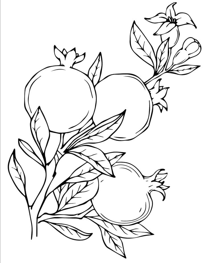 Gránátalma rajzolása