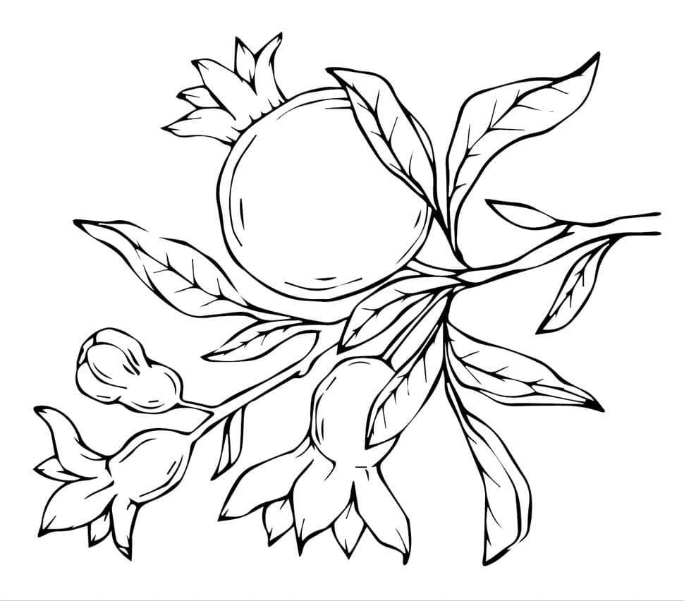 Ingyenesen nyomtatható gránátalma