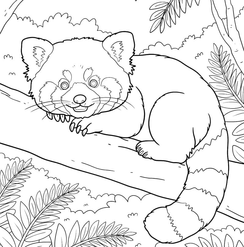 Fáradt vörös panda