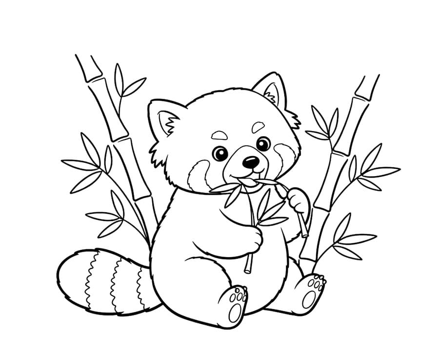 Vörös panda eszik