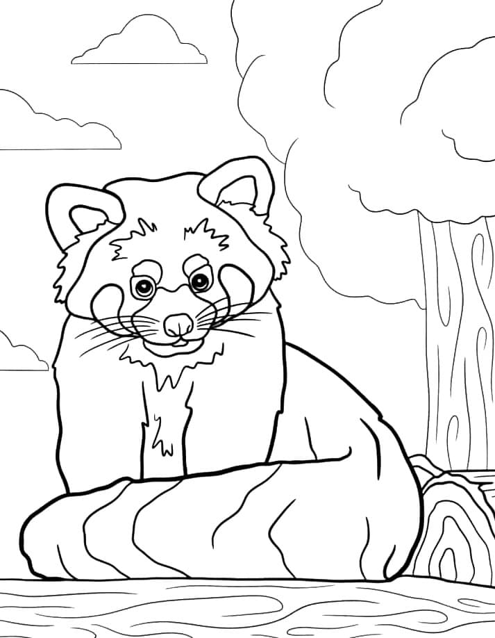 Vörös panda, farokkal a feje tetején