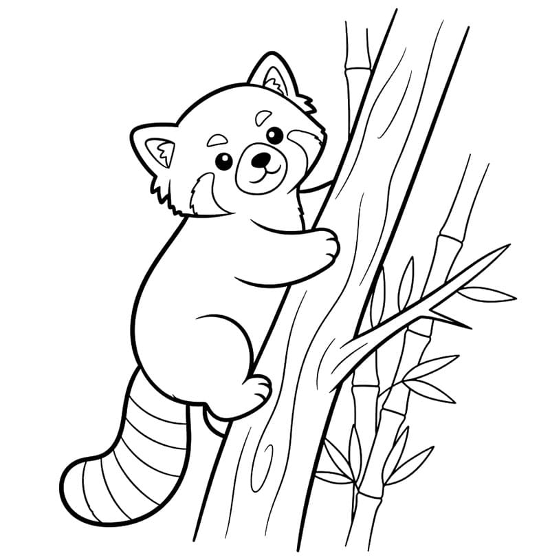 Vörös panda nagyon aranyos