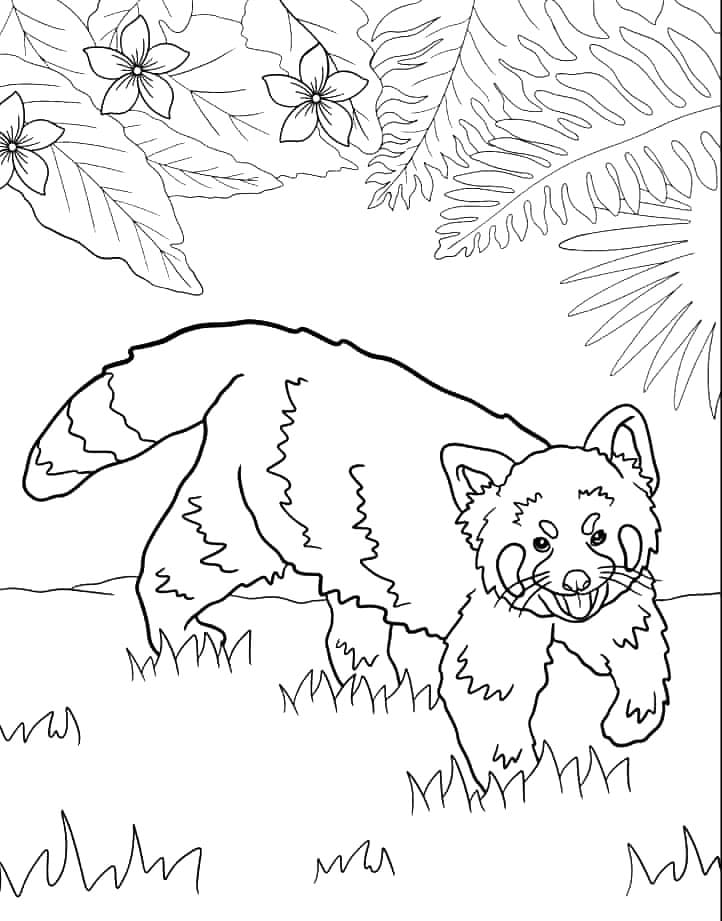 Vörös panda sétál az erdőben