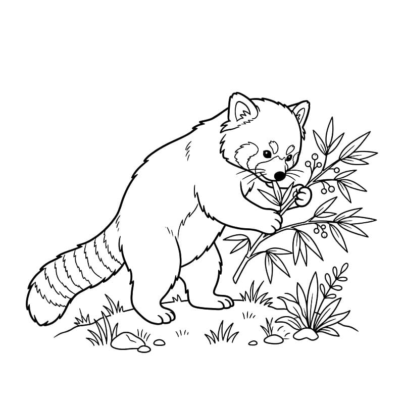 Vörös Panda szép