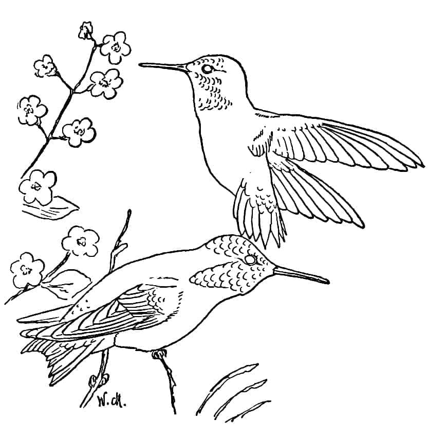 Egyszerű kolibri ingyen