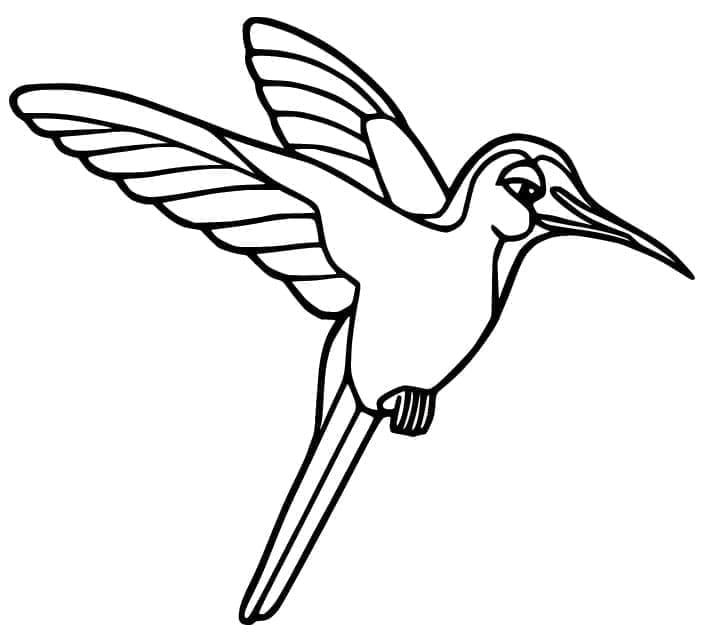 Gyönyörű kolibri