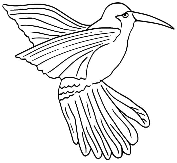Ingyenes kolibri nyomtatás
