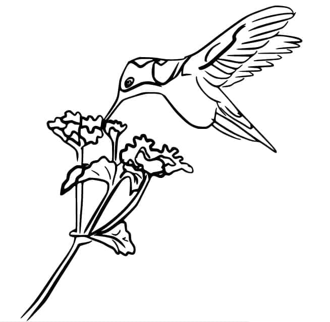 Kis kolibri