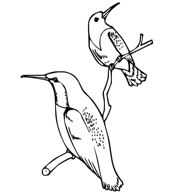 Kolibri, ami néz