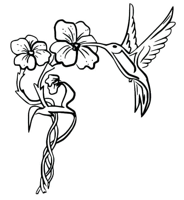 Kolibri Aranyos