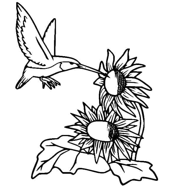 Kolibri és a napraforgó