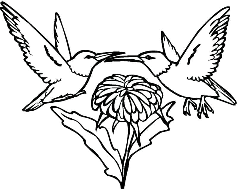 Kolibri képe