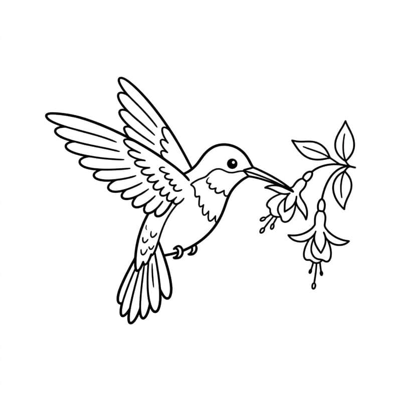 Kolibri nyomtatás