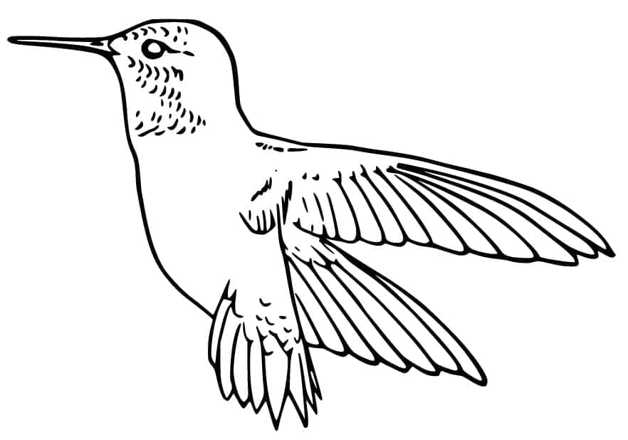 Kolibri rajz, ingyenes