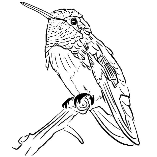 Kolibri rajz