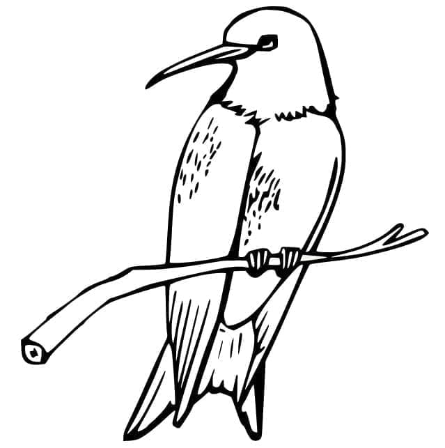Kolibri ült egy ágon