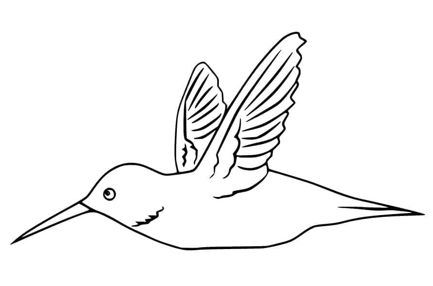 Közönséges kolibri