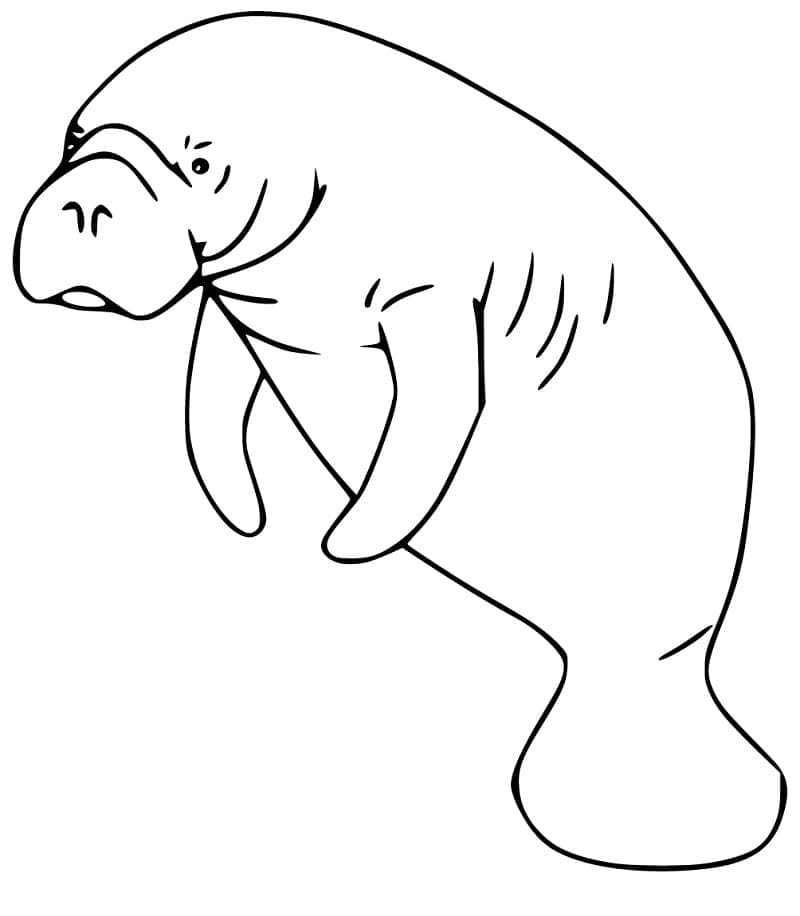 Lamantin gyerekeknek