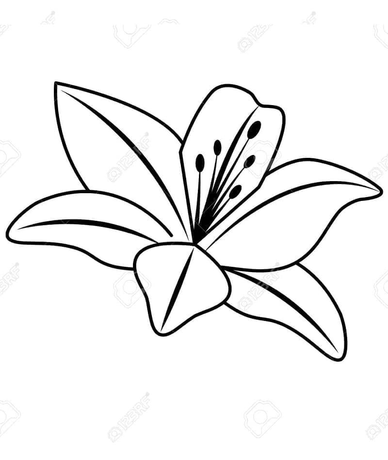 Liliom aranyos