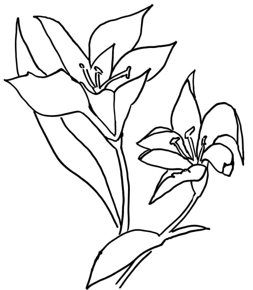 Liliom nyomtatás ingyen