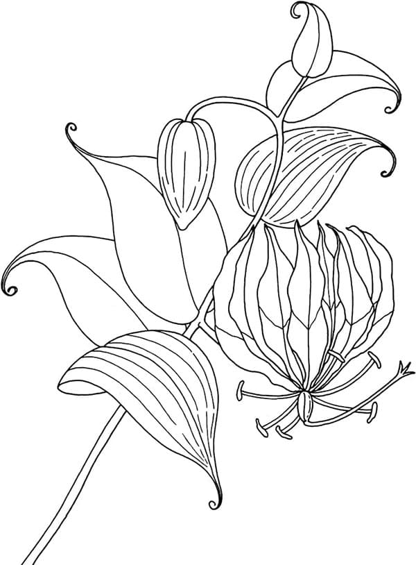 Liliomminta