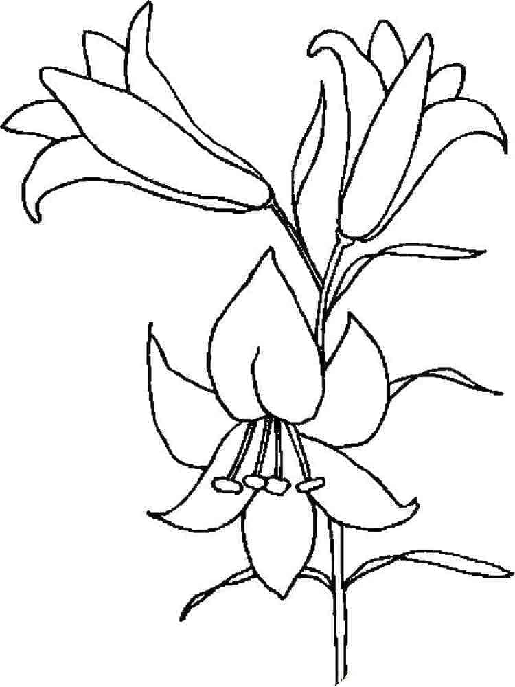 Nyomtatható liliomok