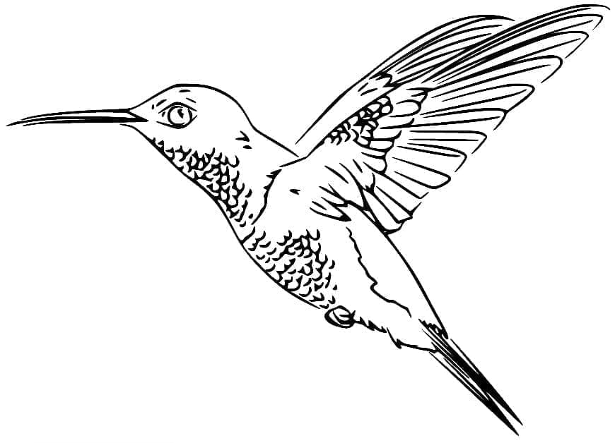 Realisztikus kolibri