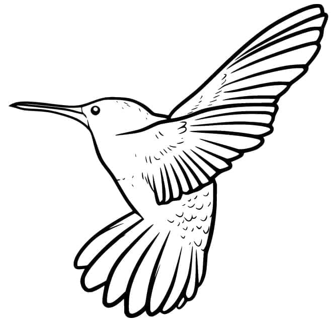 Vörösesbarna kolibri