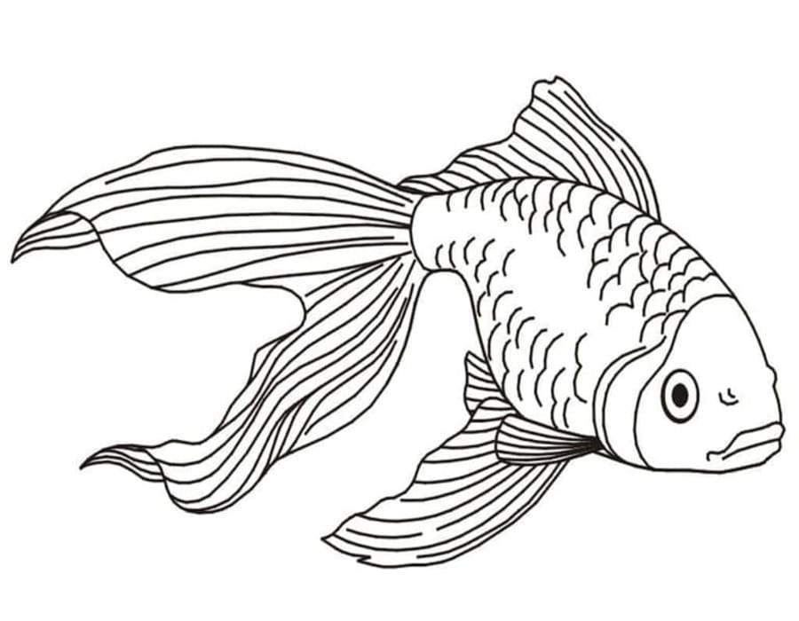 Aranyhal ingyenesen egyszerű