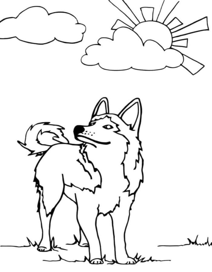 Döntetlen Husky gyerekeknek