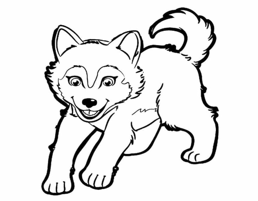 Döntetlen Husky ingyenesen gyerekeknek