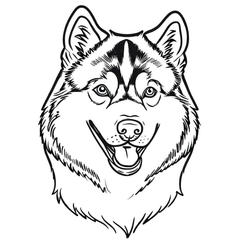 Döntetlen Husky könnyen