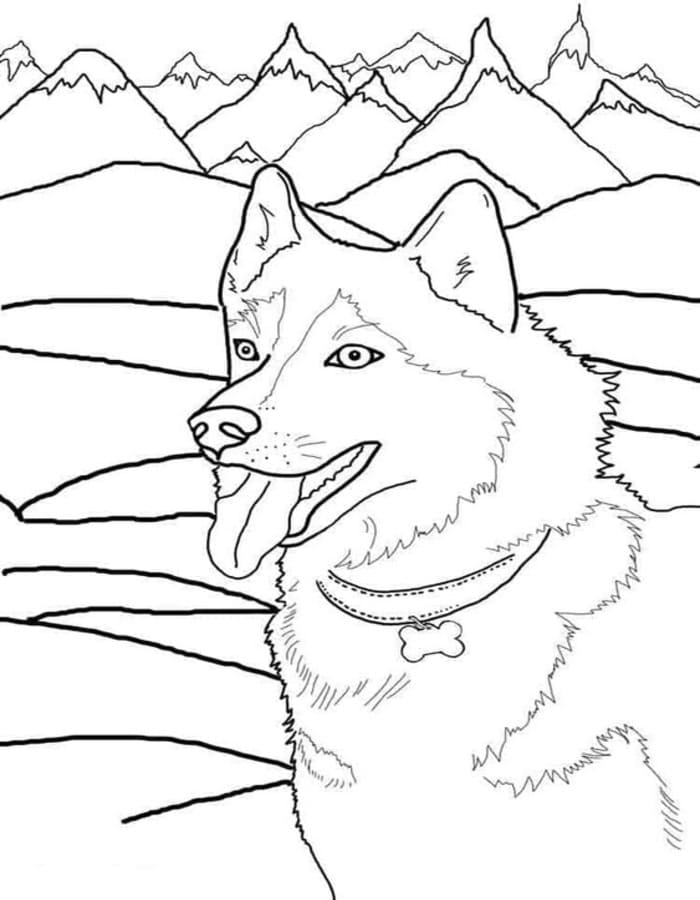 Döntetlen Husky nyomtatható alapvető