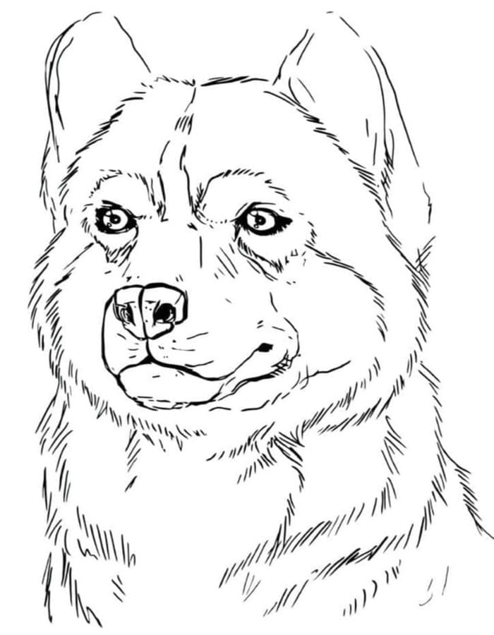Husky ingyenesen könnyen