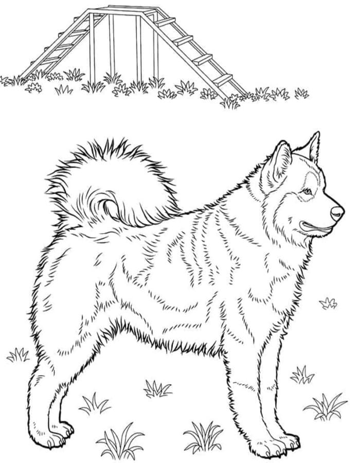 Husky ingyenesen nyomtatható egyszerű