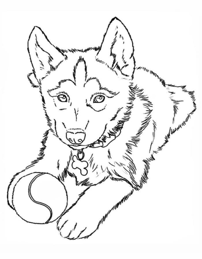 Husky ingyenesen
