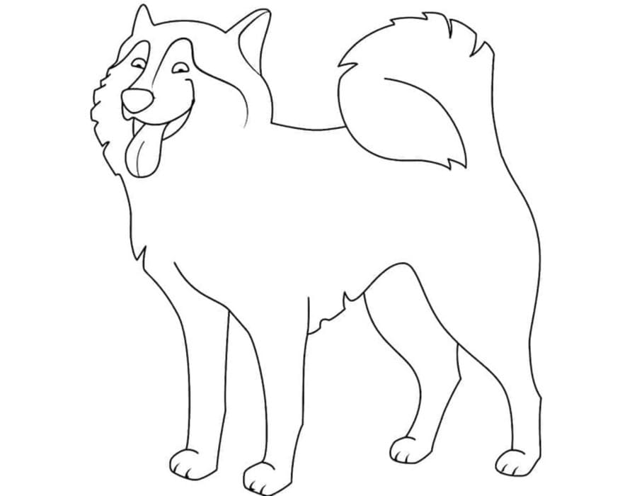 Husky nyomtatható alapvető