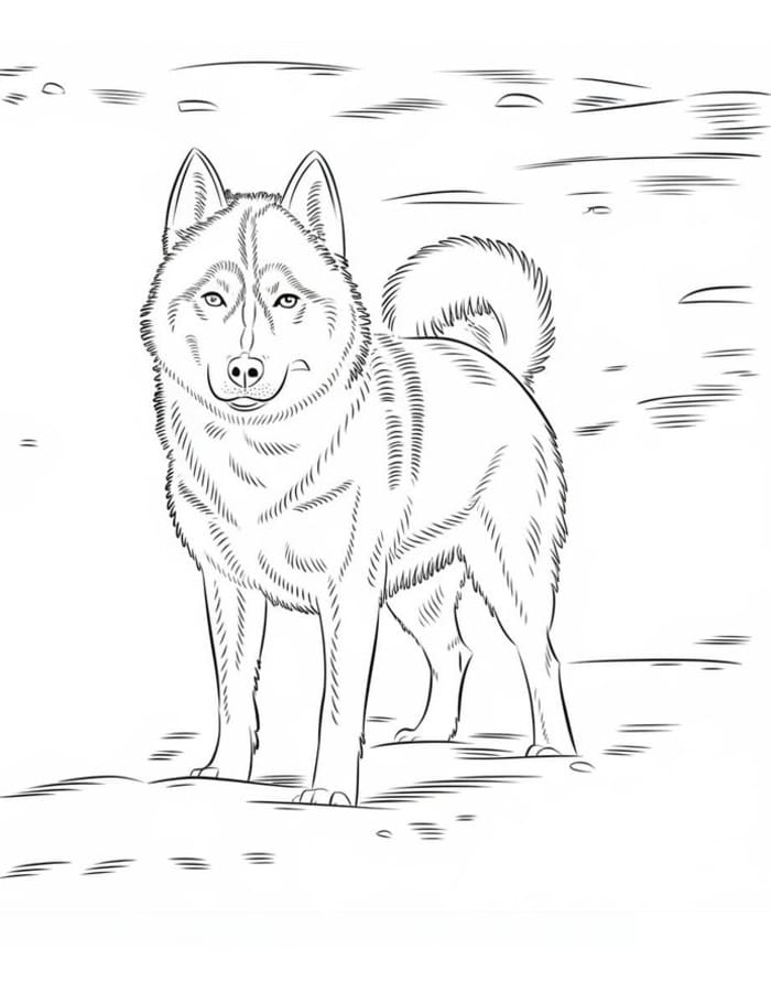 Ingyenesen Husky