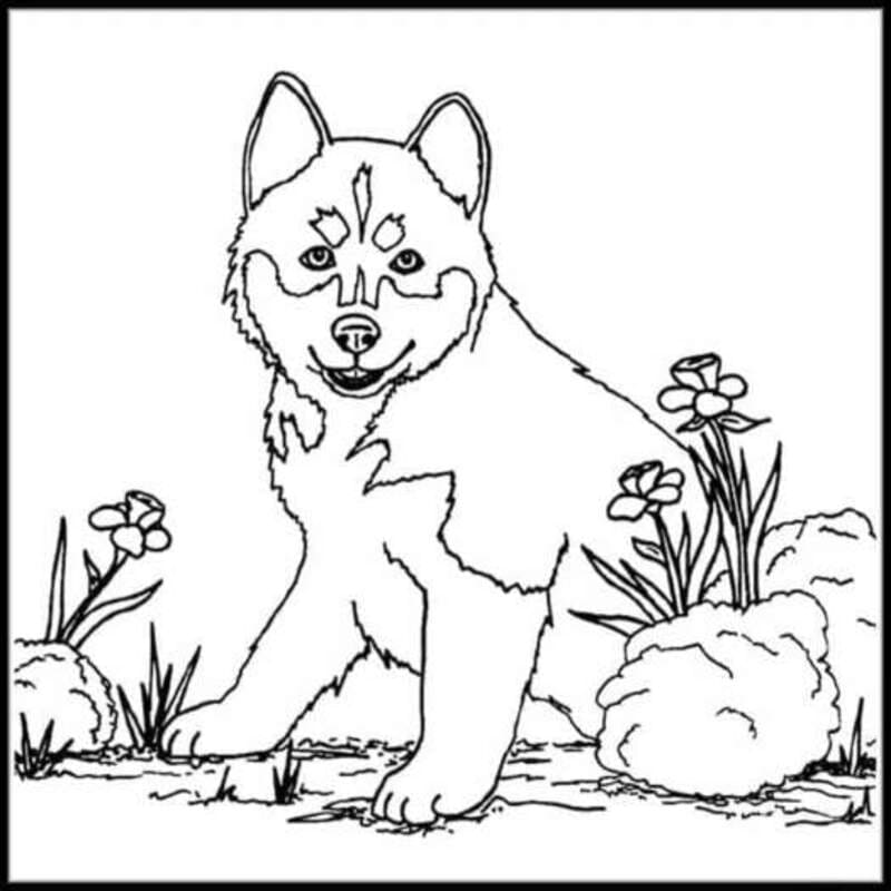 Kép Husky nyomtatható